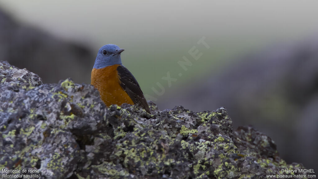 Common Rock Thrush male adult breeding