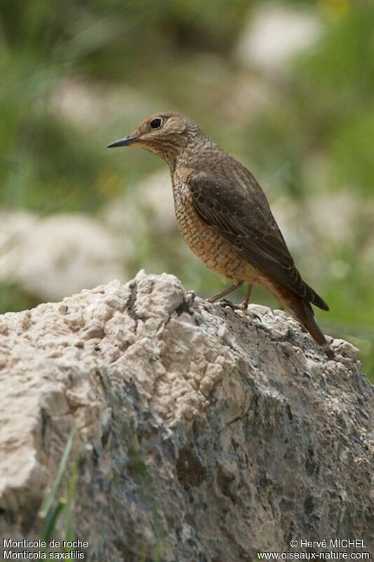Common Rock Thrush female adult breeding