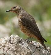 Common Rock Thrush