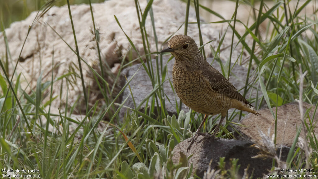 Common Rock Thrush female adult