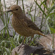 Common Rock Thrush