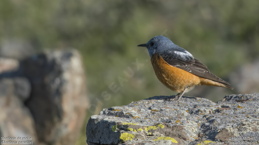 Common Rock Thrush male adult breeding