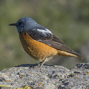 Common Rock Thrush