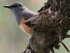 Little Rock Thrush