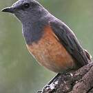 Monticole rougequeue