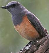 Little Rock Thrush