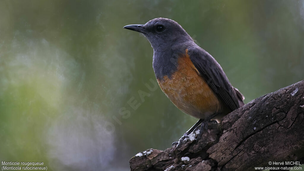 Little Rock Thrush male adult