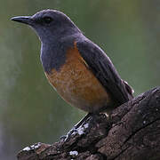 Little Rock Thrush