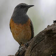 Little Rock Thrush