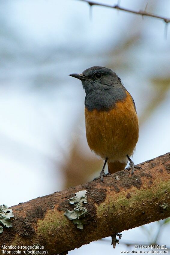 Little Rock Thrush