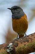 Little Rock Thrush