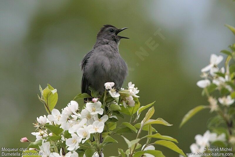 Grey Catbird male adult breeding