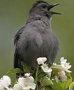 Grey Catbird