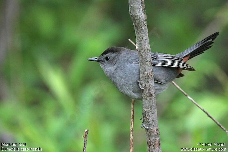 Grey Catbird male adult breeding