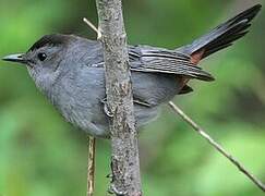 Grey Catbird