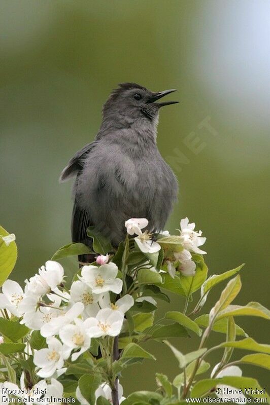 Grey Catbird male adult breeding