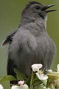 Grey Catbird