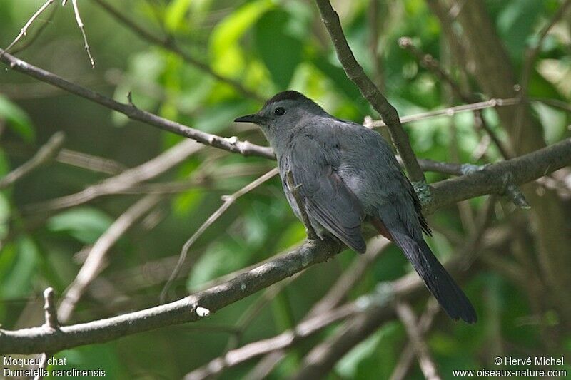 Grey Catbird male adult breeding