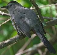 Grey Catbird