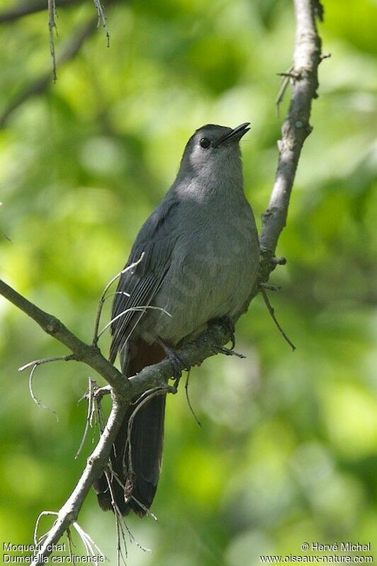 Grey Catbird male adult breeding