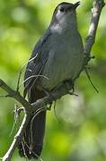 Grey Catbird