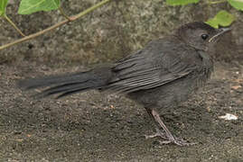 Grey Catbird