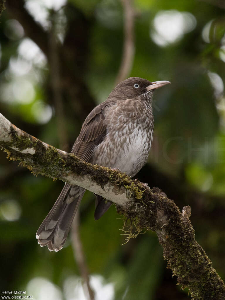 Pearly-eyed Thrasheradult, identification