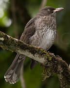 Pearly-eyed Thrasher