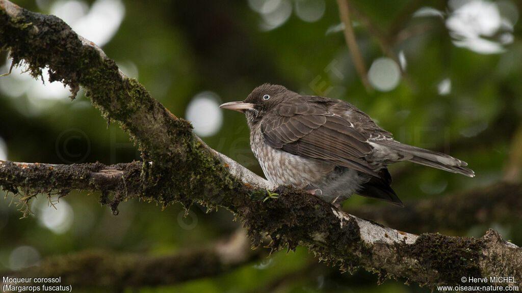 Pearly-eyed Thrasheradult