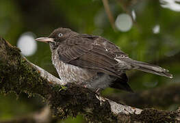 Pearly-eyed Thrasher