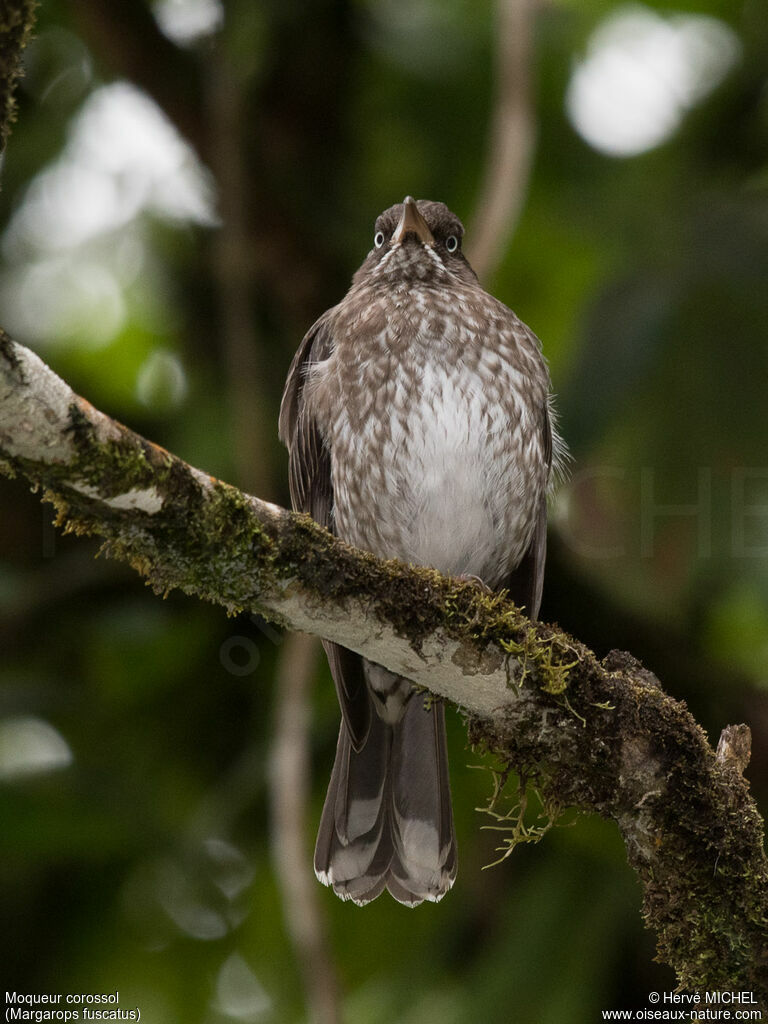 Pearly-eyed Thrasheradult