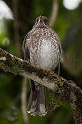 Pearly-eyed Thrasher