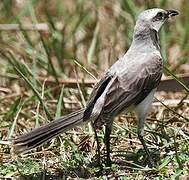 Tropical Mockingbird