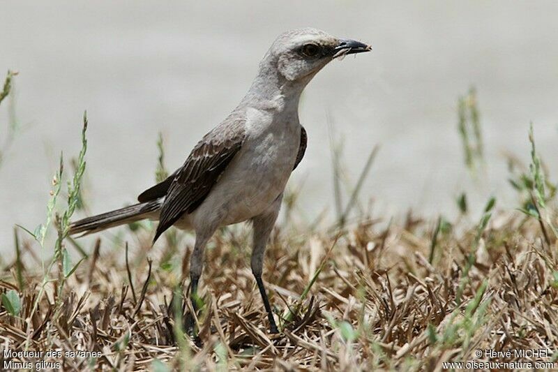 Tropical Mockingbird, identification