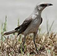 Tropical Mockingbird