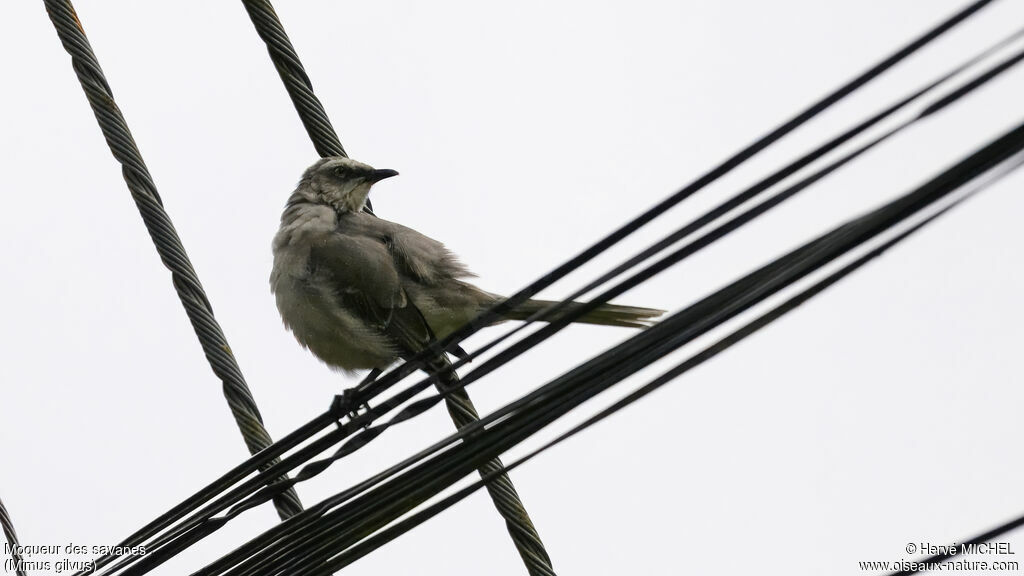 Tropical Mockingbird