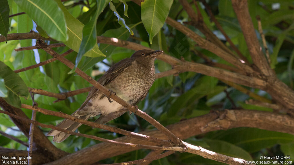 Scaly-breasted Thrasher