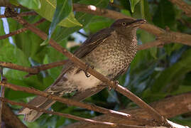 Scaly-breasted Thrasher