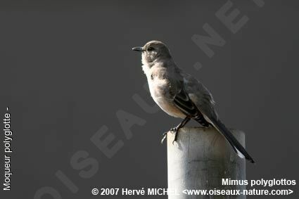 Northern Mockingbird male adult breeding