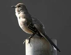 Northern Mockingbird