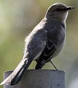 Northern Mockingbird