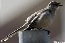 Northern Mockingbird