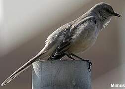 Northern Mockingbird