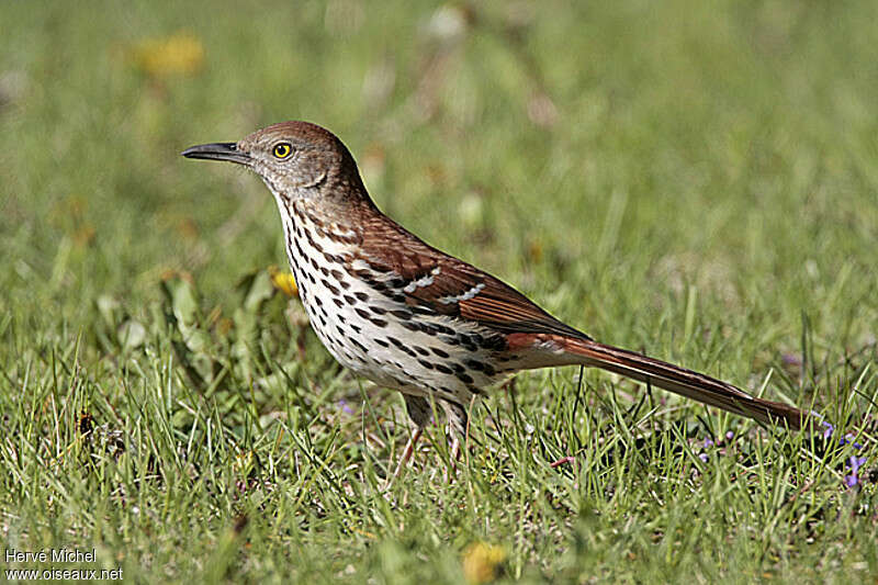 Brown Thrasher male adult breeding, identification