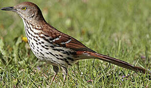 Brown Thrasher