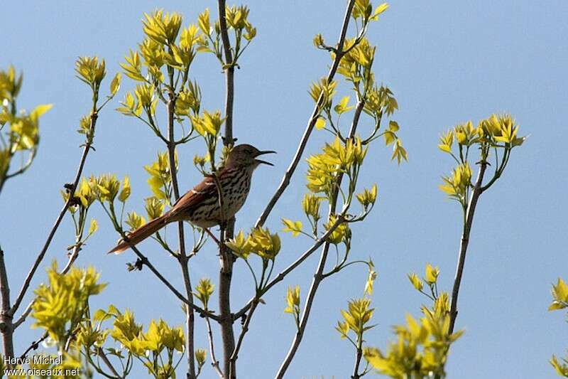 Brown Thrasher male adult breeding, song