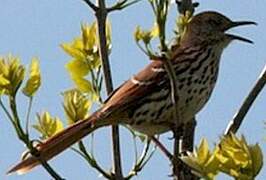 Brown Thrasher