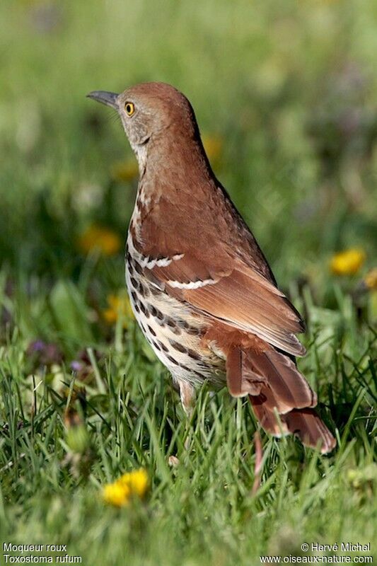 Brown Thrasher male adult breeding