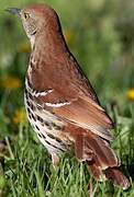 Brown Thrasher