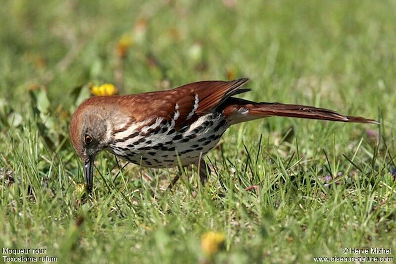 Brown Thrasher male adult breeding